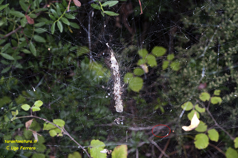 Cyrtophora citricola; Argyrodes sp.